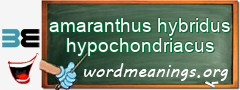 WordMeaning blackboard for amaranthus hybridus hypochondriacus
